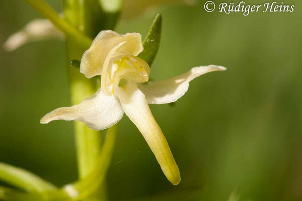 Platanthera chlorantha  (Grünliche Waldhyazinthe), 17.5.2012