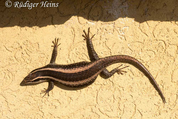 Trachylepis striata (Afrikanischer gestreifter Skink), 29.1.2019