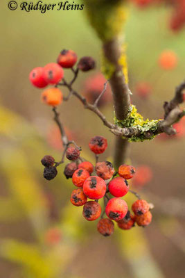 Sorbus aucuparia (Vogelbeere oder Eberesche), 13.10.2019