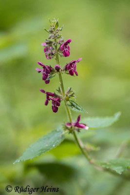 Stachys sylvatica (Wald-Ziest), 28.9.2020