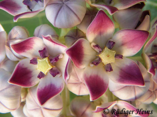 Calotropis procera (Oscher), 5.11.2014