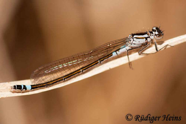 Coenagrion armatum (Hauben-Azurjungfer) Weibchen, 7.5.2011