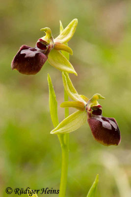 Ophrys araneola (Kleine Spinnen-Ragwurz), 1.5.2014