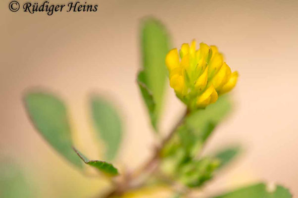 Trifolium dubium (Faden-Klee)