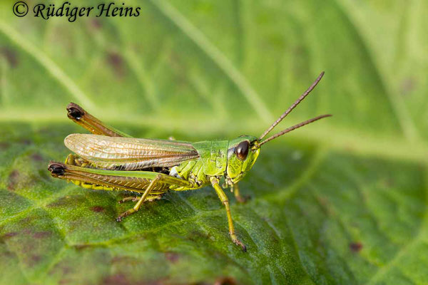 Pseudochorthippus montanus (Sumpfgrashüpfer) Männchen, 19.9.2017