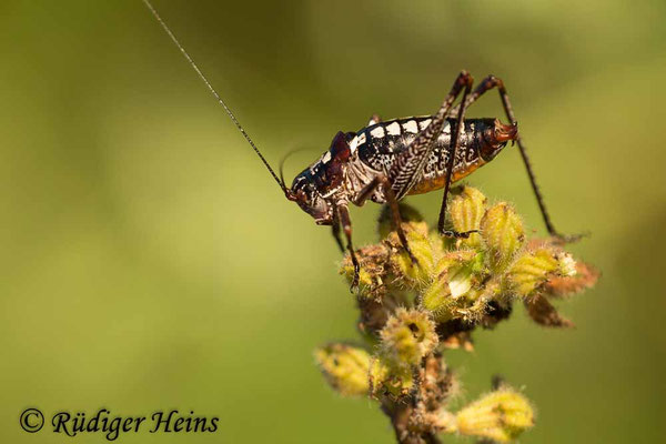 Poecilimon hamatus Männchen