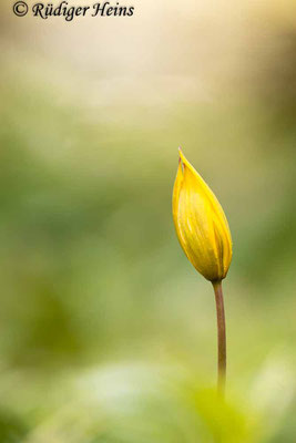 Tulipa sylvestris (Wilde Tulpe), 5.5.2023