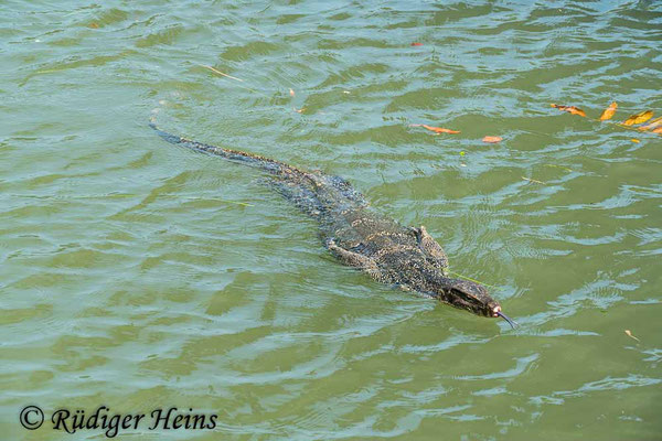 Bindenwaran (Varanus salvator), 25.01.2023 - Panasonic DMC-FZ 1000