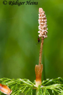 Equisetum sylvaticum (Wald-Schachtelhalm), 13.5.2006