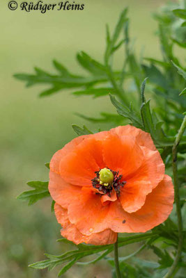 Papaver dubium, Saat-Mohn