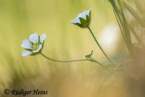 Potentilla sterilis (Erdbeer-Fingerkraut)