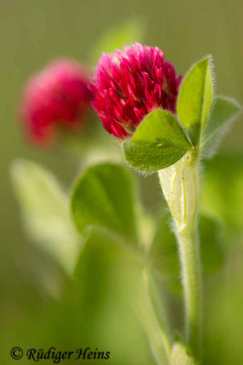 Trifolium incarnatum (Inkarnat-Klee)
