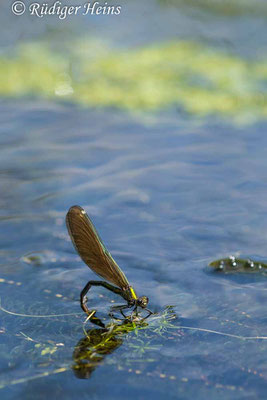 Blauflügel-Prachtlibelle (Calopteryx virgo) Weibchen bei Eiablage, 18.7.2023 - Makroobjektiv 180mm f/3.5