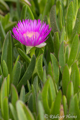 Carpobrotus edulis (Essbare Mittagsblume), 15.5.2024