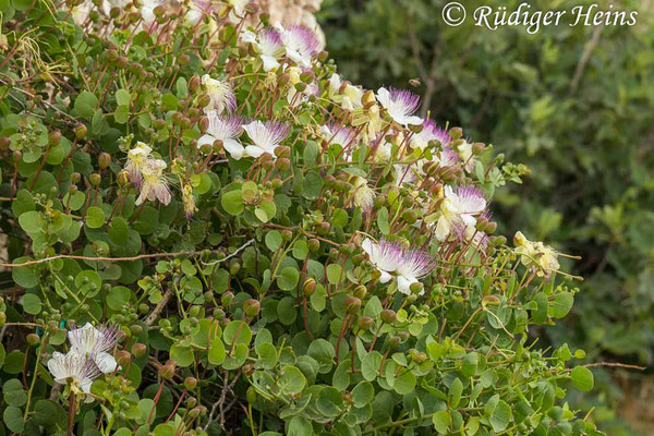 Echter Kapernstrauch (Capparis spinosa), 26.5.2022 - Zoom 35-150mm f/2.8-4