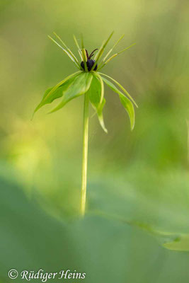 Paris quadrifolia (Vierblättrige Einbeere)