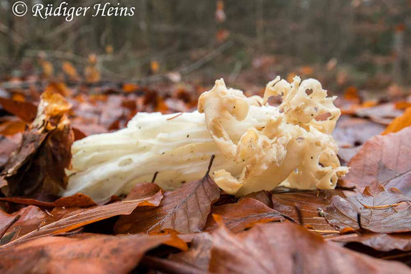Helvella crispa (Herbst-Lorchel), 29.11.2020