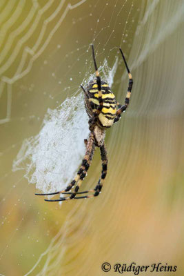 Argiope bruennichi (Zebraspinne, Wespenspinne)