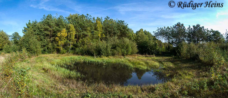 Aeshna juncea, Torf-Mosaikjungfer, Fortpflanzungshabitat
