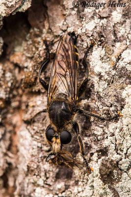 Choerades ignea (Zinnober-Mordfliege) Männchen, 23.9.2020