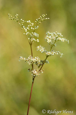 Filipendula ulmaria (Echtes Mädesüß), 20.7.2023