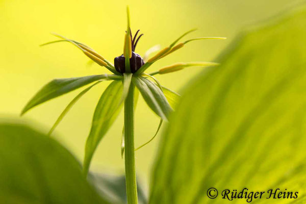 Paris quadrifolia (Vierblättrige Einbeere), 26.4.2019