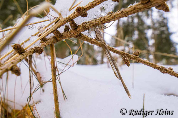 Beide Männchen versteckt unter Lärchenzweigen Ende Januar (das zweite Tier sitzt links im Hintergrund)
