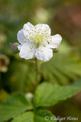 Rubus caesius (Kratzbeere)