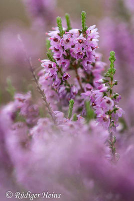 Calluna vulgaris, Besenheide