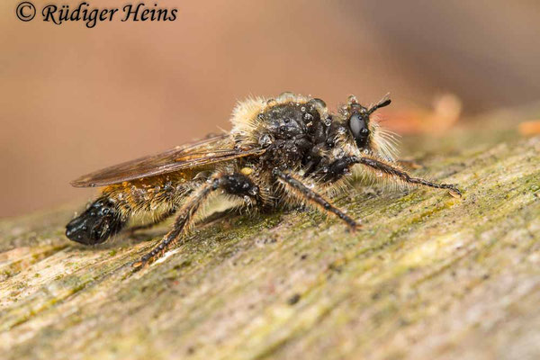 Laphria flava (Gelbe Mordfliege) Männchen, 5.7.2020