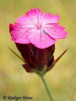 Dianthus carthusianorum (Kartäusernelke), 10.7.2019