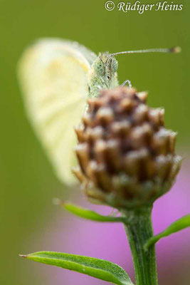 Pieris rapae (Kleiner Kohlweißling), 17.7.2022