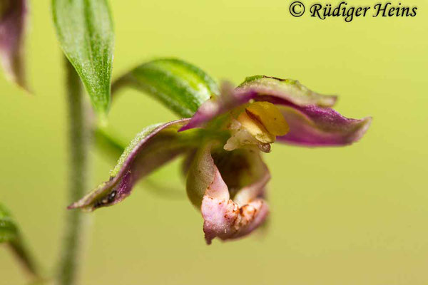 Epipactis helleborine (Breitblättrige Stendelwurz), 2.8.2016