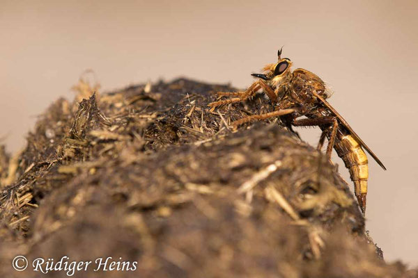 Asilus crabroniformis (Hornissen-Raubfliege) Weibchen