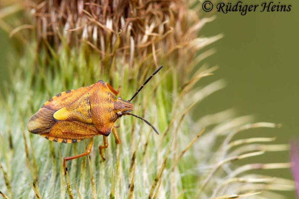 Carpocoris fuscispinus (Nördliche Fruchtwanze), 21.7.2018