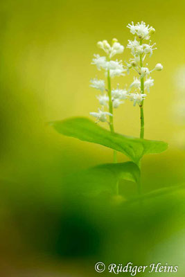 Maianthemum bifolium (Zweiblättrige Schattenblume), 23.5.2017