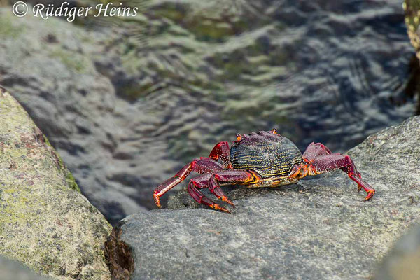 Grapsus adscensionis (Rote Felsenkrabbe), 9.10.2021