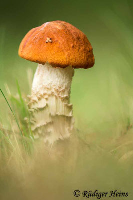 Leccinum versipelle (Heide-Rotkappe), 12.8.2023