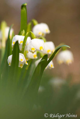 Leucojum vernum (Frühlingsknotenblume oder Märzenbecher)