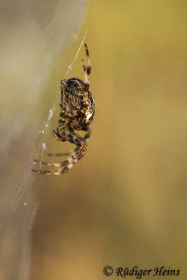 Araneus diadematus (Gartenkreuzspinne), 7.9.2021