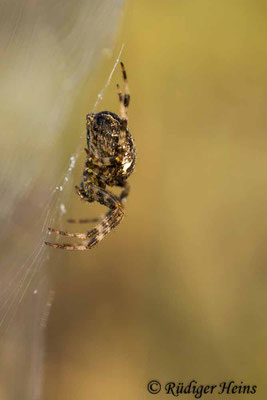 Araneus diadematus (Gartenkreuzspinne)