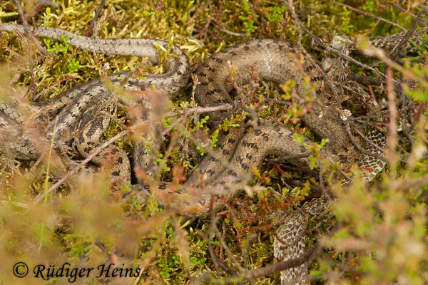 Coronella austriaca (Schlingnatter oder Glattnatter), 6.7.2017