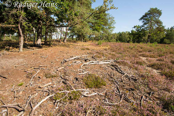 Tolmerus pyragra (Kleine Raubfliege) Habitat, 29.8.2020