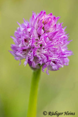 Neotinea tridentata (Dreizähniges Knabenkraut), 29.4.2024