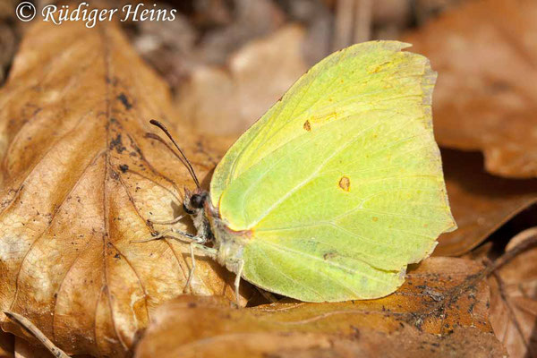 Gonepteryx rhamni (Zitronenfalter), 9.5.2009