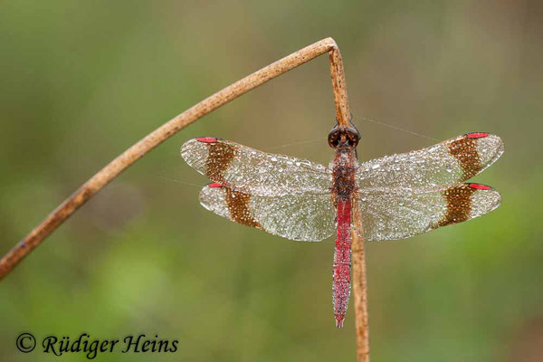 Sympetrum pedemontanum (Gebänderte Heidelibelle) Männchen, 1.9.2012