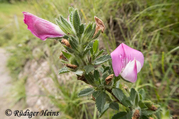 Ononis repens (Kriechende Hauhechel)