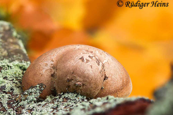 Fomitopsis betulina (Birkenporling), 12.11.2024 (Stack aus 18 Aufnahmen)