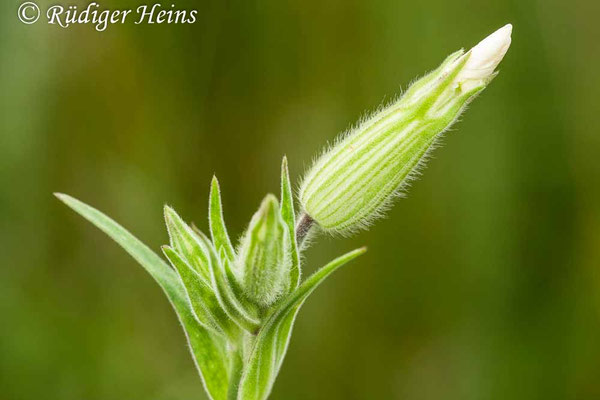 Silene latifolia, Weiße Lichtnelke