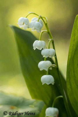 Convallaria majalis (Maiglöckchen) Blütenstand, 12.5.2020 